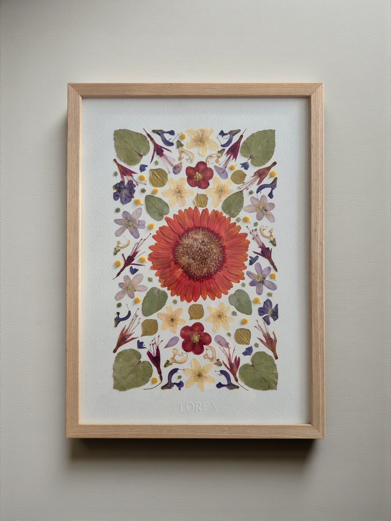Herbier Gerbera