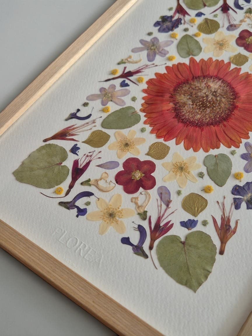 Herbier Gerbera